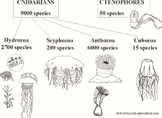 What is the economic importance of Cnidarians?